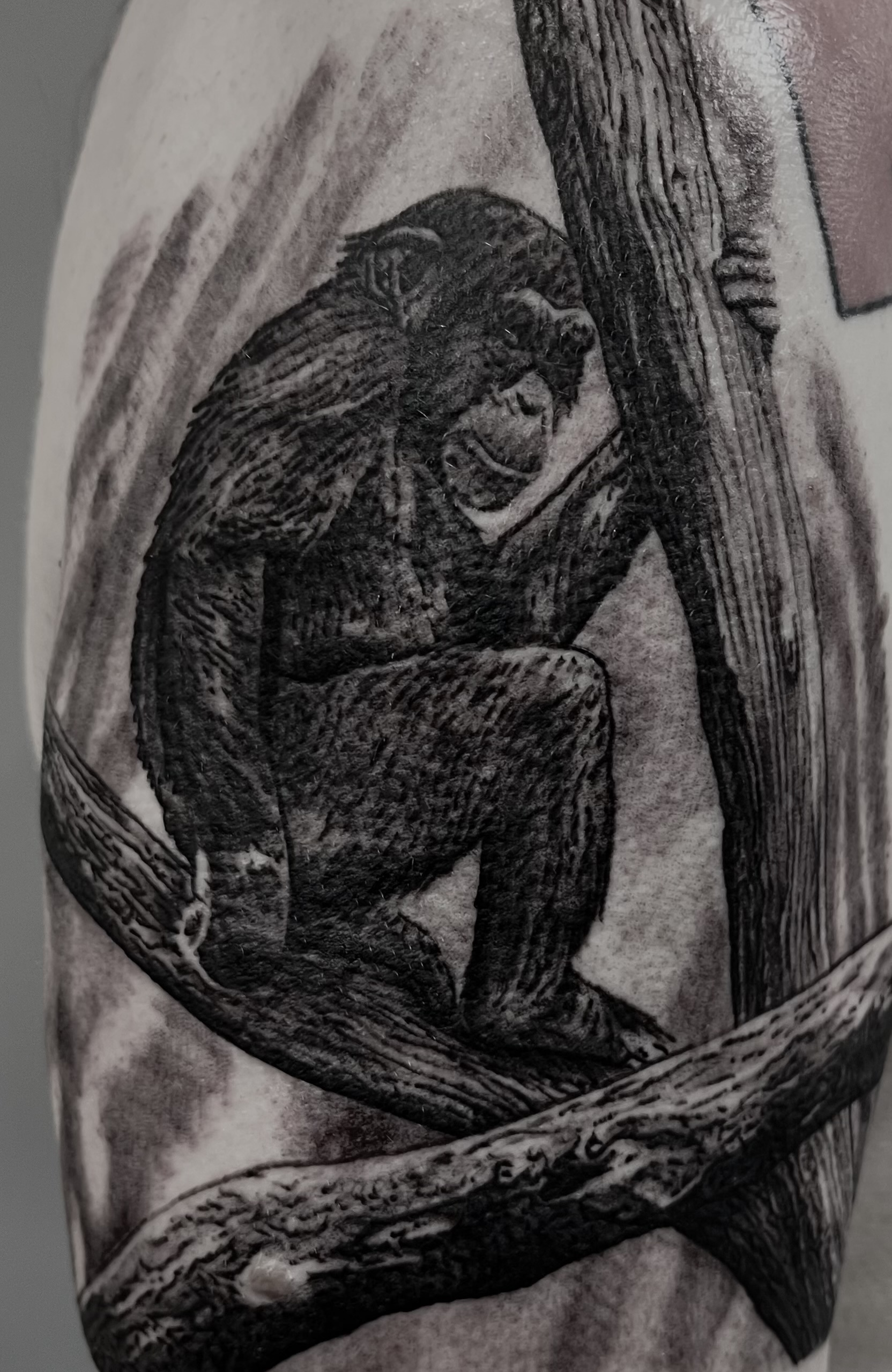 Barry the Chimp tattoo